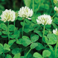 New Zealand White Clover