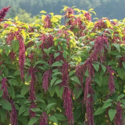 Love-Lies-Bleeding -US Garden Supplies Sales 2024 01139 03 love lies bleeding