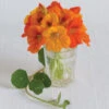 Trailing Nasturtium Mix