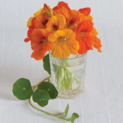 Trailing Nasturtium Mix