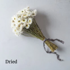 Pierrot White -US Garden Supplies Sales 2024 01279 03 pierrot dried flower