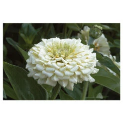 Benary's Giant White -US Garden Supplies Sales 2024 01368 01 white