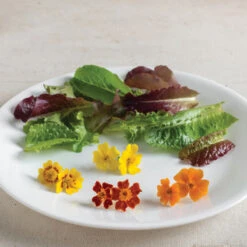 Tangerine Gem -US Garden Supplies Sales 2024 01411 02 gemseries