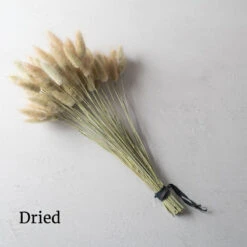 Hare's Tail Grass -US Garden Supplies Sales 2024 01551 03 haretail grass dried flower