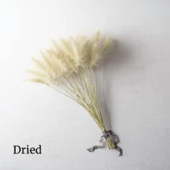 Feathertop 5 Feathertop -US Garden Supplies Sales 2024 01584 03 feathertop dried flower