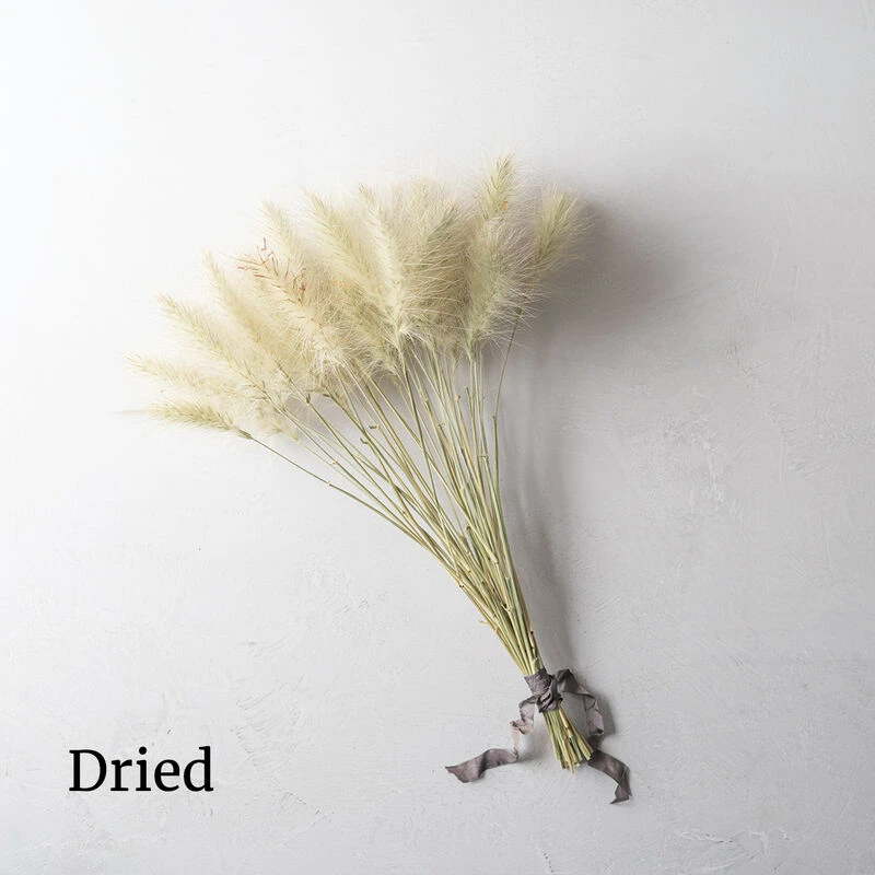 Feathertop 3 Feathertop - Image 3