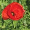 Corn Poppy