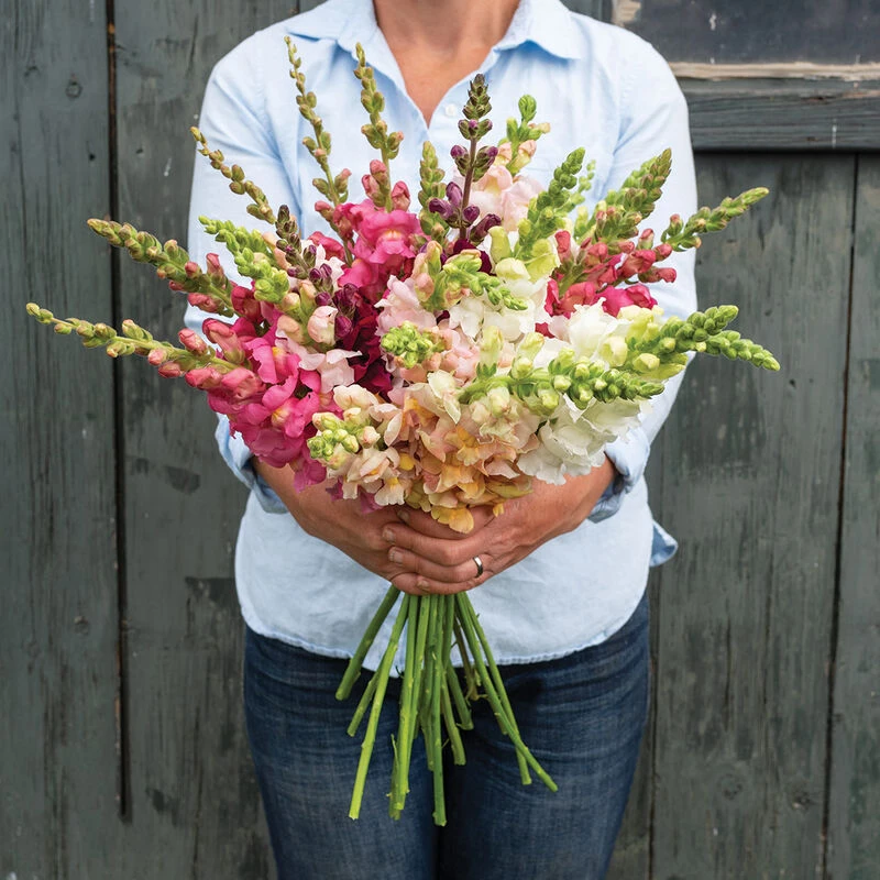 Costa II Mix 1 Costa II Mix