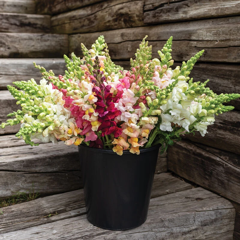 Costa II Mix 2 Costa II Mix - Image 2