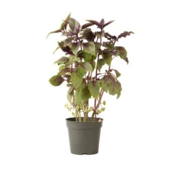 Aromatto -US Garden Supplies Sales 2024 01772g 03 aromotto