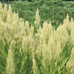 Sylphid 3 Sylphid -US Garden Supplies Sales 2024 01834 02 sylphid