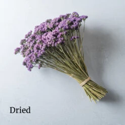 Tall Blue Planet 3 Tall Blue Planet -US Garden Supplies Sales 2024 01835 02 tallblueplanethorz dried flower