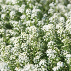 Sweet Alyssum -US Garden Supplies Sales 2024 01932 02 sweetalyssum