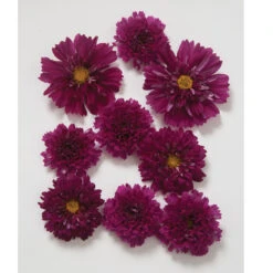 Double Click Cranberries -US Garden Supplies Sales 2024 01959 01 doubleclickcranberry