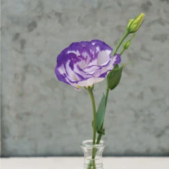 Arena III Blue Picotee