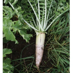 Oilseed Radish -US Garden Supplies Sales 2024 02906 03 oilseedradish