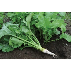 Oilseed Radish -US Garden Supplies Sales 2024 02906 04 oilseedradish
