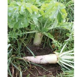 Oilseed Radish -US Garden Supplies Sales 2024 02906 05 oilseedradish
