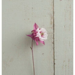 Pink Petticoat -US Garden Supplies Sales 2024 03296 02 pink petticoat