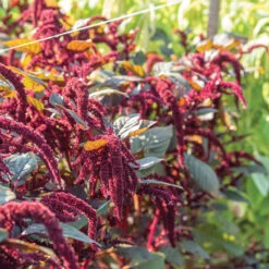 Hopi Red Dye -US Garden Supplies Sales 2024 03393g 02 hopi red dye