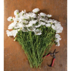 Afternoon White -US Garden Supplies Sales 2024 03443 02 afternoon white