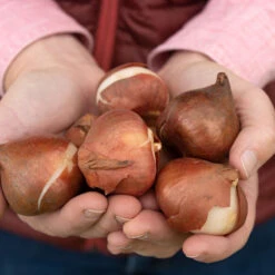 Akebono 8 Akebono -US Garden Supplies Sales 2024 03469 04 akebono