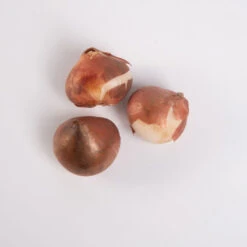 Akebono 9 Akebono -US Garden Supplies Sales 2024 03469 05 akebono