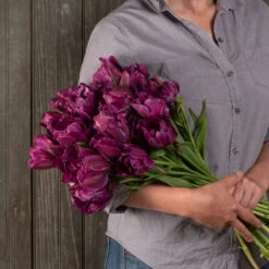 Negrita Double -US Garden Supplies Sales 2024 03481 04 negrita double