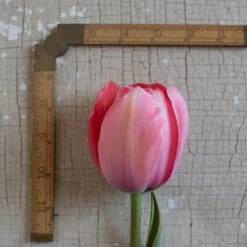 Design Impression -US Garden Supplies Sales 2024 03491 03 design impression