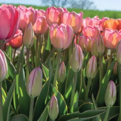 Design Impression -US Garden Supplies Sales 2024 03491 06 design impression