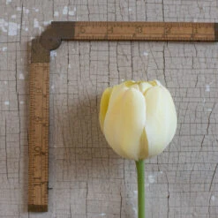 Ivory Floradale -US Garden Supplies Sales 2024 03492 03 ivory floridale