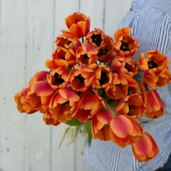 Apeldoorn's Elite -US Garden Supplies Sales 2024 03549 02 apeldorn elite