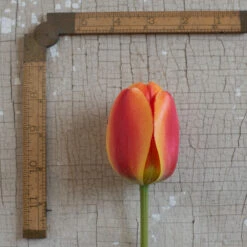 Apeldoorn's Elite -US Garden Supplies Sales 2024 03549 03 apeldorn elite