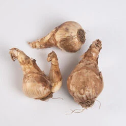 Obdam -US Garden Supplies Sales 2024 03552 03 obdam