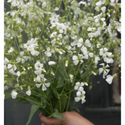 White Beauty 7 White Beauty -US Garden Supplies Sales 2024 03704 04 white beauty