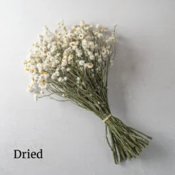 Winged Everlasting -US Garden Supplies Sales 2024 03800 03 winged everlasting dried flower
