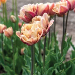 La Belle Epoque 7 La Belle Epoque -US Garden Supplies Sales 2024 04057 01 labelleepoque