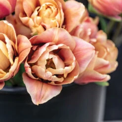 La Belle Epoque 9 La Belle Epoque -US Garden Supplies Sales 2024 04057 02 labelleepoque