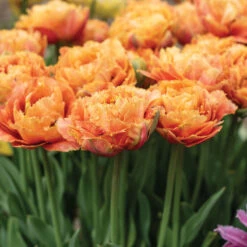 Sensual Touch -US Garden Supplies Sales 2024 04058 02 sensual touch