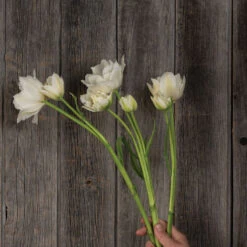 Mondial 5 Mondial -US Garden Supplies Sales 2024 04063 03 mondial