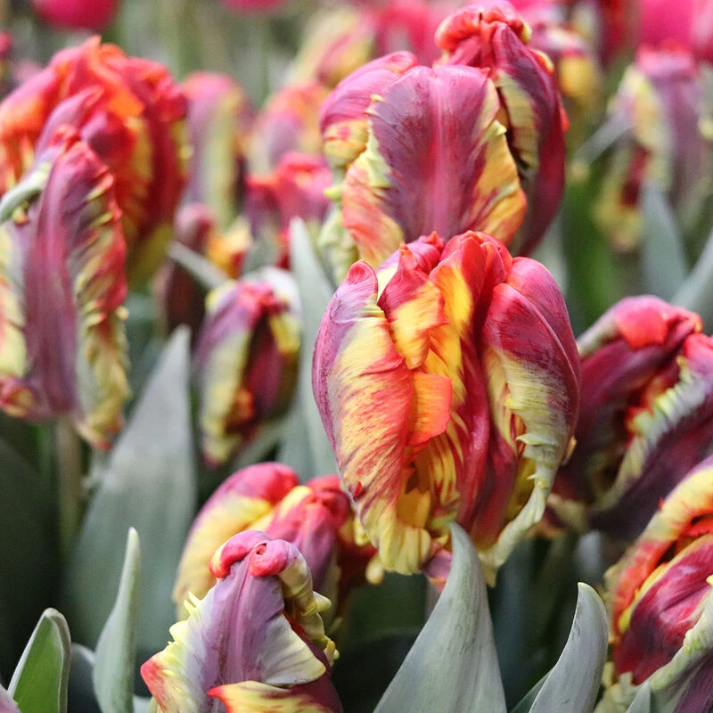 Rasta Parrot 2 Rasta Parrot - Image 2