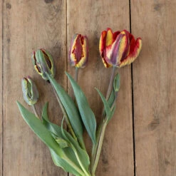 Rasta Parrot 5 Rasta Parrot -US Garden Supplies Sales 2024 04068 02 rasta parrot