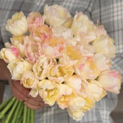 Crème Upstar -US Garden Supplies Sales 2024 04080 03 creme upstar