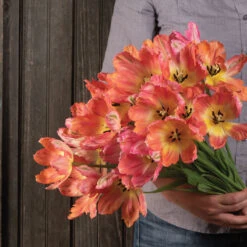 Apricot Parrot -US Garden Supplies Sales 2024 04081 01 apricotparrot