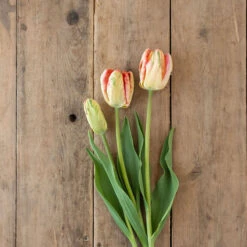 Apricot Parrot -US Garden Supplies Sales 2024 04081 04 apricotparrot