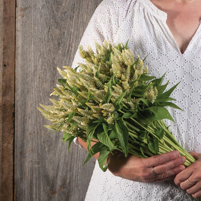 Celway™ White 1 Celway™ White