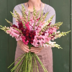 Johnny's Potomac Summer Berry Blend