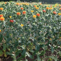 Zanzibar -US Garden Supplies Sales 2024 04266 03 zanzibar