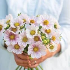 Versailles Flush -US Garden Supplies Sales 2024 04333 02 versaillesflush