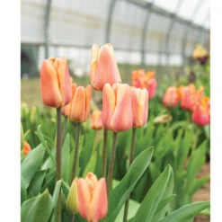 Apricot Foxx 3 Apricot Foxx -US Garden Supplies Sales 2024 04447 01 apricotfoxx